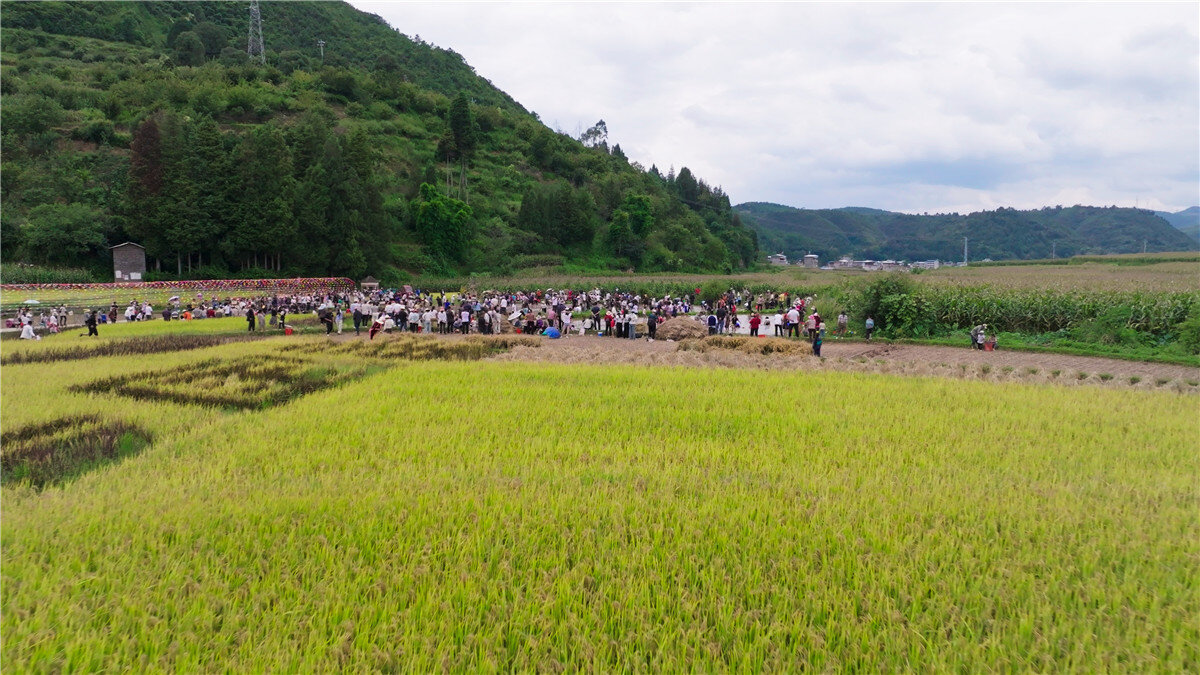 -特色乡村骑马摘果比赛，运动与传统农事结合的简单介绍